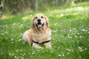 犬の画像でカラム例